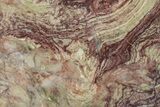 Polished Neoproterozoic Stromatolite (Conophyton) - Morocco #365848-1